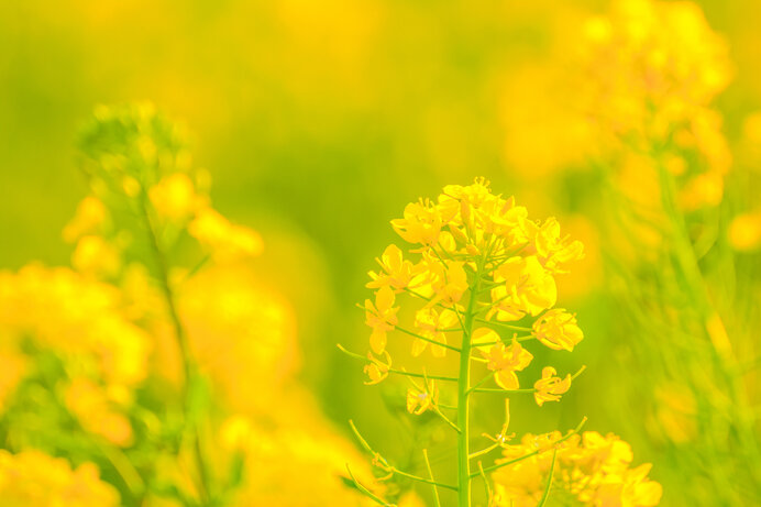 二十四節気 春分 のどかな菜の花は人を幻惑に誘う魔性の花 Tenki Jpサプリ 21年03月日 日本気象協会 Tenki Jp