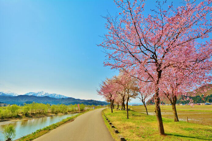 北陸の桜名所 密を避けて21年のサクラを楽しもう 季節 暮らしの話題 21年04月02日 日本気象協会 Tenki Jp