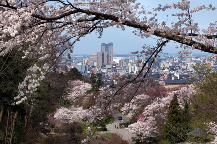 四百年の森を散策！卯辰山を走る道沿いでは車からのお花見も／卯辰山公園の桜（石川県金沢市）