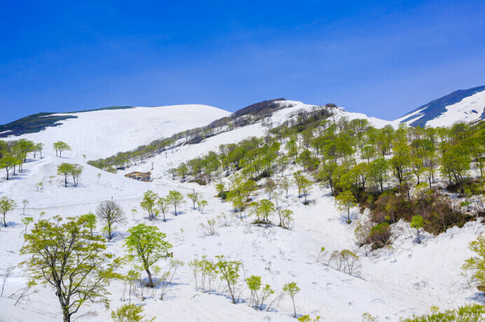 空の青・雪の白・新緑の緑！初夏のスキーを楽しもう／月山夏スキー場（山形県西村山郡）