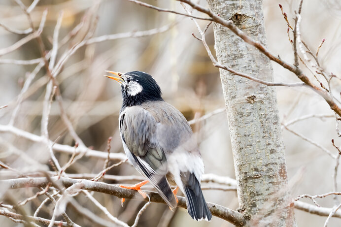 街路樹のあの 迷惑害鳥 ムクドリが もしもこの世からいなくなったら 季節 暮らしの話題 21年03月28日 日本気象協会 Tenki Jp