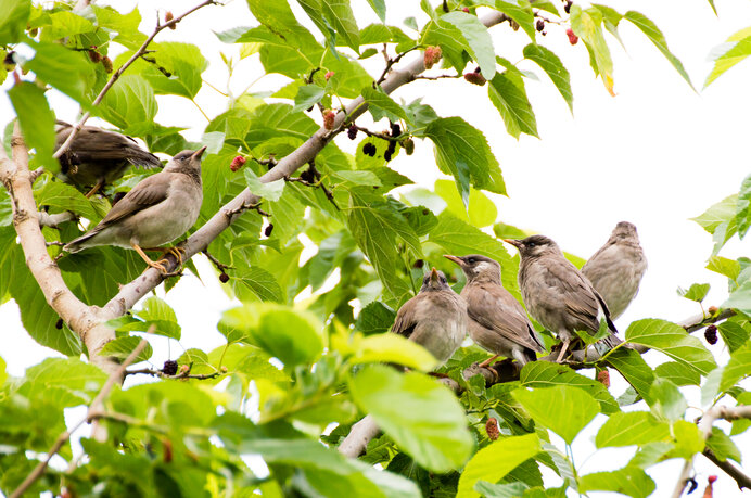 街路樹のあの 迷惑害鳥 ムクドリが もしもこの世からいなくなったら Tenki Jpサプリ 21年03月28日 日本気象協会 Tenki Jp