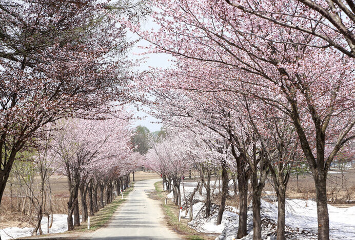 東北の桜名所〜密を避けて2021年のサクラを楽しもう〜