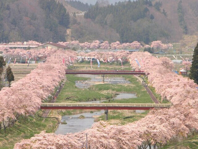 夜はライトアップ！磐越自動車道からも楽しみたい千本桜／夏井千本桜（福島県田村郡）