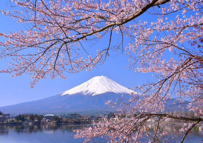 富士山・桜・湖を贅沢な１枚に！美しい日本の春がきた／河口湖畔北岸の桜（山梨県南都留郡）