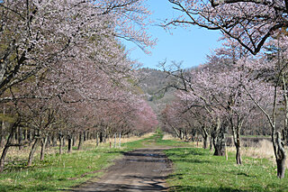 2021年もありがとう！桜前線フィナーレを飾る北海道の名所４選