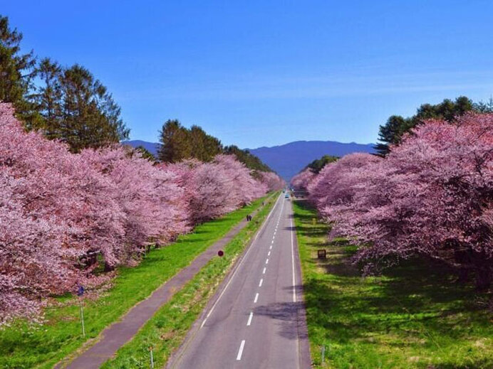 約7km続く桜並木！日本屈指の桜名所／二十間道路桜並木（北海道日高郡）