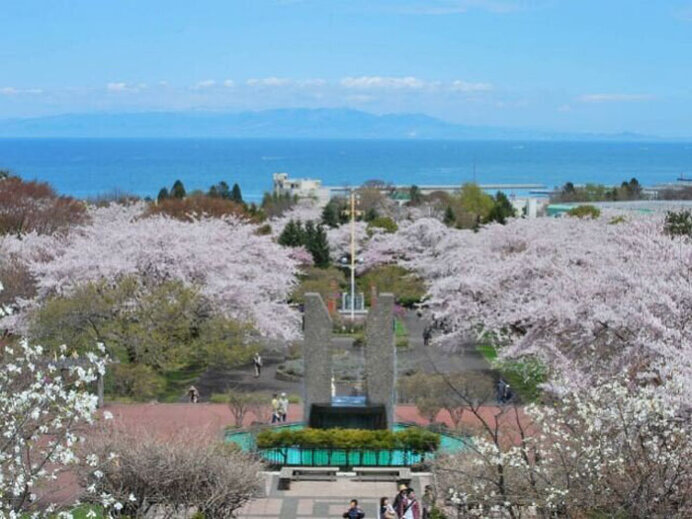 道の駅に隣接！この町だけの希少な桜あり／オニウシ公園の桜（北海道茅部郡）