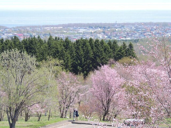 桜前線のラストを飾る！オホーツク海を背景に／天都山桜公園の桜（北海道網走市）