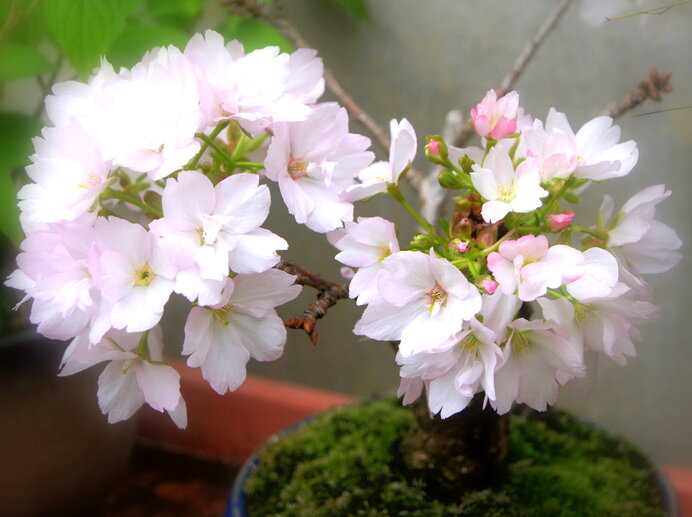 桜の盆栽