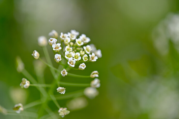 ぺんぺん草の花