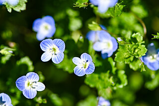 足元に広がる色彩の宇宙。春の小さな野の花を探してみよう