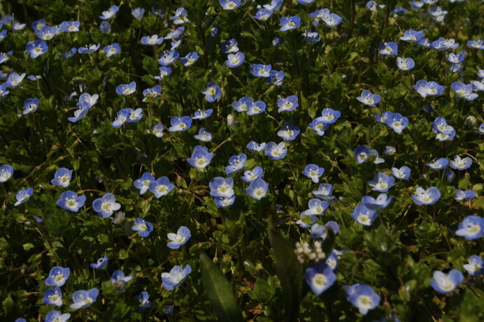 足元に広がる色彩の宇宙 春の小さな野の花を探してみよう Tenki Jpサプリ 21年04月07日 日本気象協会 Tenki Jp