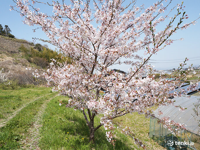 宮城県東松島市の復興記念桜(2019年4月23日撮影)