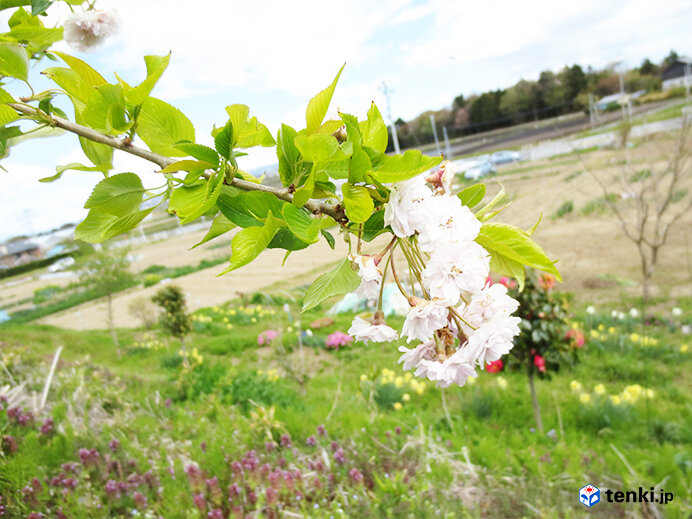初めて開花した東松島市のシダレザクラ(2013年5月2日撮影)