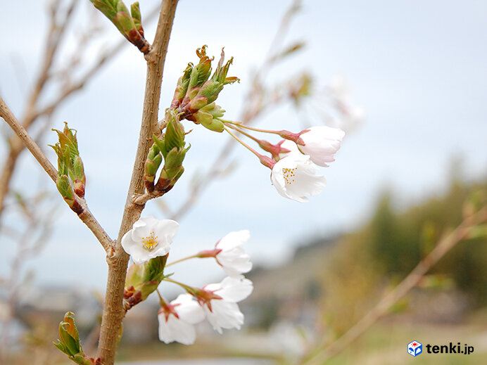 初めて開花した東松島市のソメイヨシノ(2014年4月21日撮影)