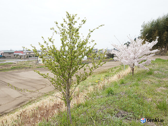 春を報 しら せる百円桜プロジェクト 東日本大震災から10年 桜の生長と共に振り返る Tenki Jpサプリ 21年04月22日 日本気象協会 Tenki Jp