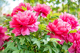 「穀雨花」ってどんな花？二十四節気「穀雨」