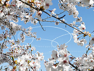 東日本大震災から10年　復興記念桜は大きく生長し満開　現地から今伝えたい想い