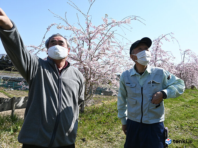 東日本大震災から10年　復興記念桜は大きく生長し満開　現地から今伝えたい想い_画像