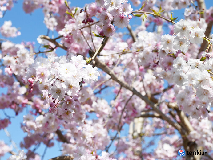 次の10年へ　この先も桜と共に