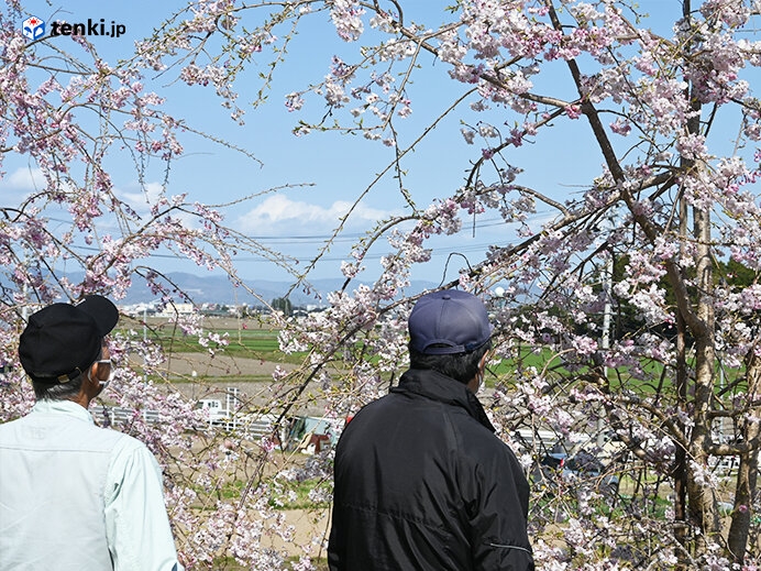 東日本大震災から10年　復興記念桜は大きく生長し満開　現地から今伝えたい想い_画像