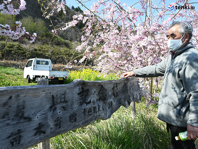 東日本大震災から10年　復興記念桜は大きく生長し満開　現地から今伝えたい想い_画像