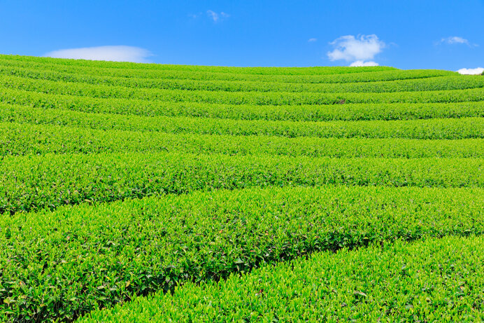 ５月のこれぞ旬といえば。年に一度の新茶の季節を味わおう