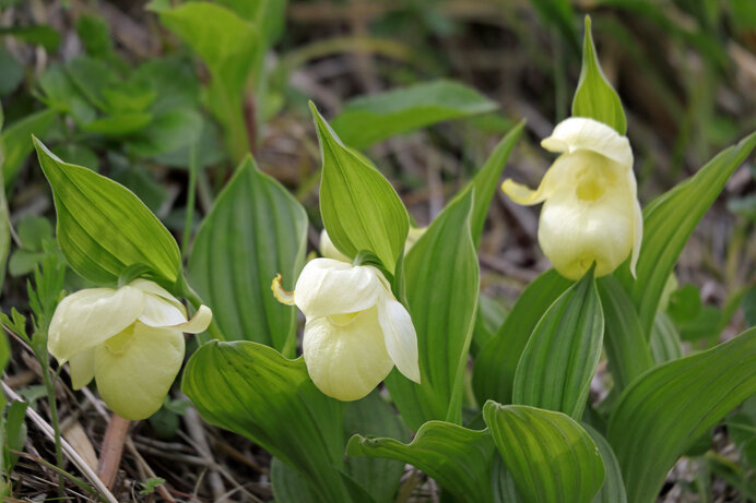 発芽成長に共生菌の助けが必要。高山植物園でも栽培されている