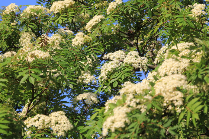 秋に赤い実がなるナナカマド 春は白い花が咲きます 季節 暮らしの話題 21年05月22日 日本気象協会 Tenki Jp