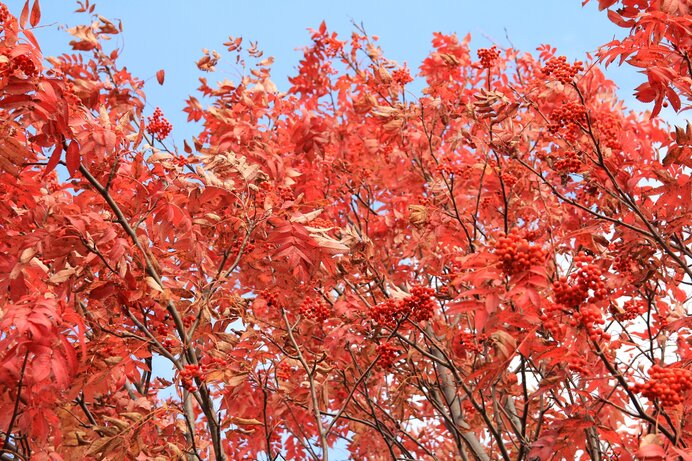 秋には実も葉も赤くなる。高山の紅葉の主役級