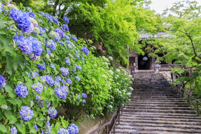 七変化する色と、多彩な花言葉