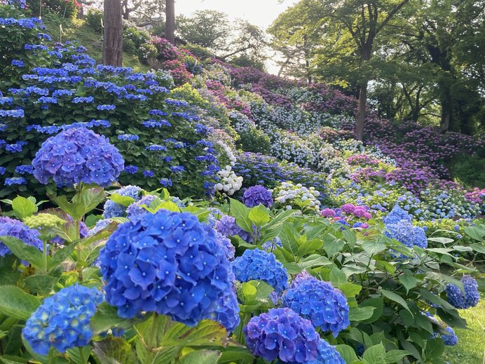 アジサイの花ってどこにある？知っているようで知らないアジサイの