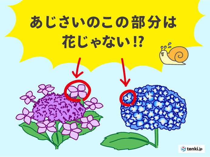 アジサイの花はここではありません。じゃあどこ?