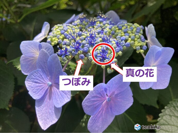 アジサイの花ってどこにある 知っているようで知らないアジサイの不思議 季節 暮らしの話題 21年06月14日 日本気象協会 Tenki Jp