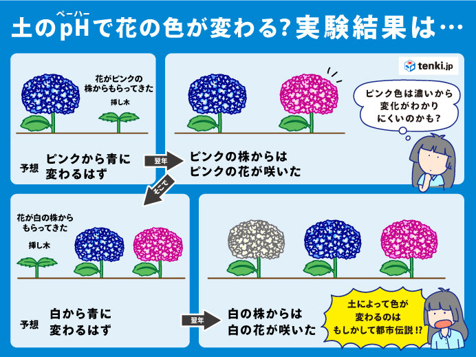 知ってるようで知らない アジサイの不思議に迫る Tenki Jpサプリ 21年06月14日 日本気象協会 Tenki Jp