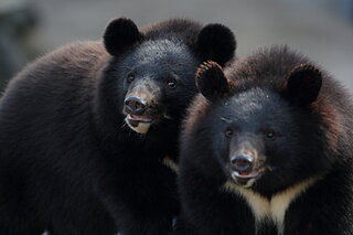 森の守護獣？危険な猛獣？もしもクマが山からいなくなったら…？