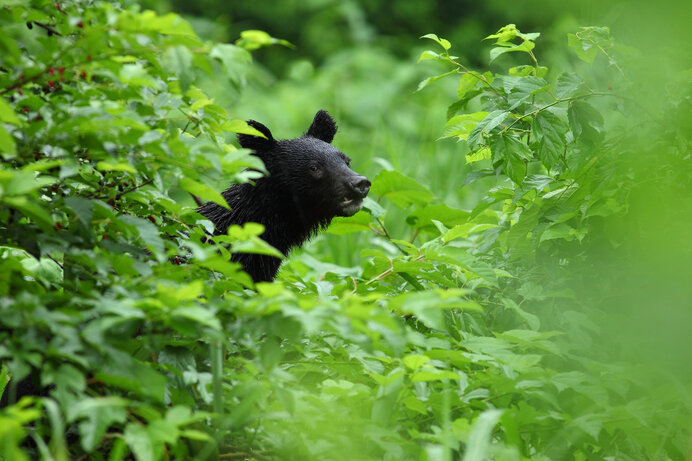 森の守護獣 危険な猛獣 もしもクマが山からいなくなったら Tenki Jpサプリ 21年06月05日 日本気象協会 Tenki Jp