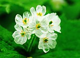 濡れると花びらが透明に!?不思議なサンカヨウが見ごろ