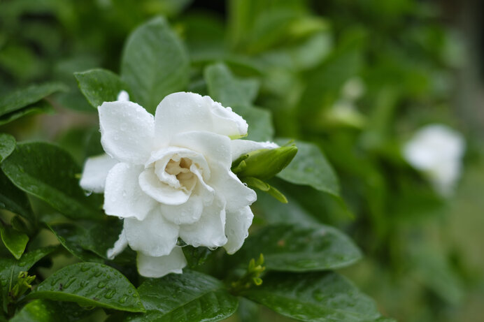 梅雨に甘く香る クチナシの花はクチナシ色ではないって ご存じでしたか Tenki Jpサプリ 21年06月24日 日本気象協会 Tenki Jp