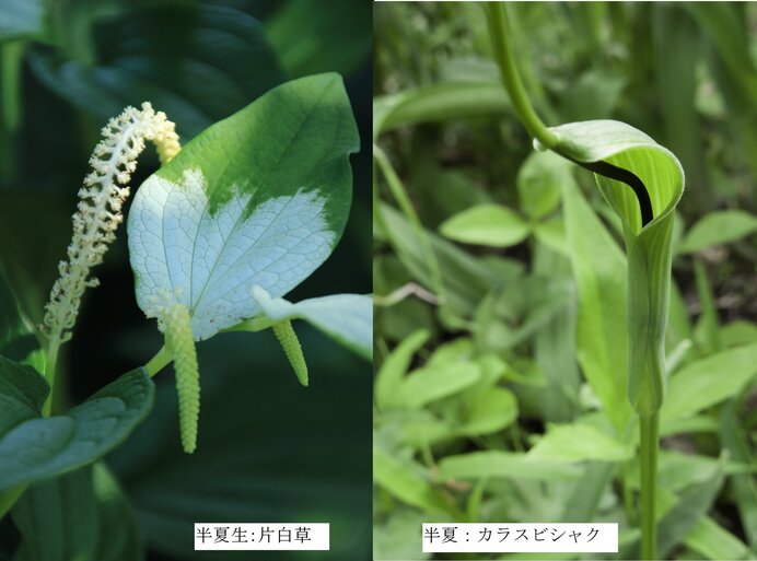 「半夏」生まれの「半夏生」はこの時季に大活躍！