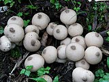 空気と一緒に吸っている、春の強風が運んでくるホコリの正体とは？
