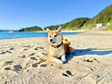 ペット防災「犬や猫の災害への備え」～いざという時実際に必要な準備は？専門家の獣医師さんに聞きました～