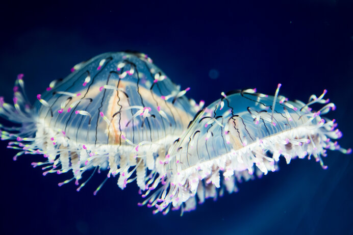 水族館をたのしもう〜近畿・東海編〜行けないときはおうちでも♪