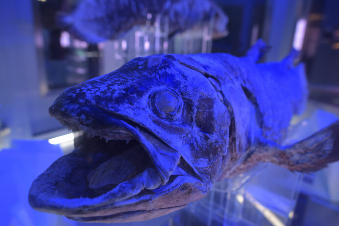 冷凍のシーラカンス!?不思議な深海生物だらけ／沼津港深海水族館（静岡県沼津市）