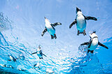 水族館をたのしもう〜東北・関東編〜行けないときはおうちでも♪