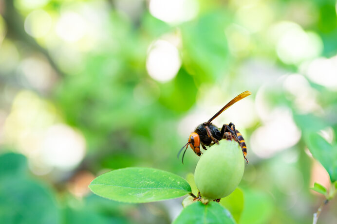 最恐 最悪の大害虫 でも もしスズメバチが全ていなくなったら 季節 暮らしの話題 21年09月01日 日本気象協会 Tenki Jp