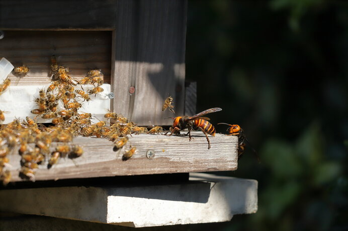 最恐 最悪の大害虫 でも もしスズメバチが全ていなくなったら 季節 暮らしの話題 21年09月01日 日本気象協会 Tenki Jp
