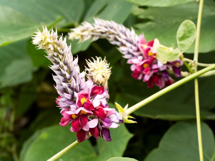 秋の七草　葛の花