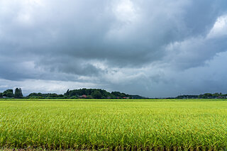 秋に集中する「三厄日」とは？9月10日は「二百二十日」です